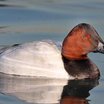 Canvasback